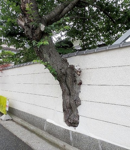 ファルコン植物記（３６６）ど根...