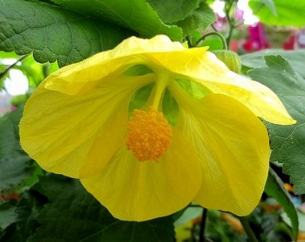 ファルコン植物記（３８４）黄色...