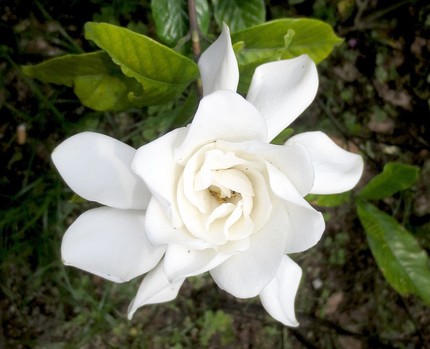 ファルコン植物記（３８５）八重...