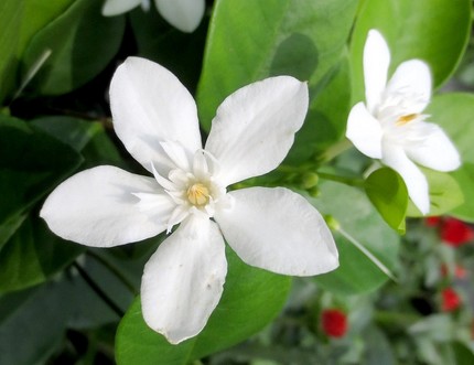 ファルコン植物記（３８８）白色...