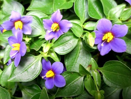 ファルコン植物記（３９０）青紫...