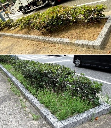 ＜植え込みの刈り込み＞（２）