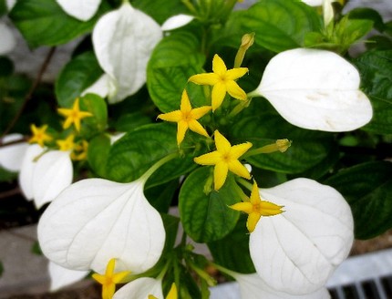 ファルコン植物記（３９６）黄色...