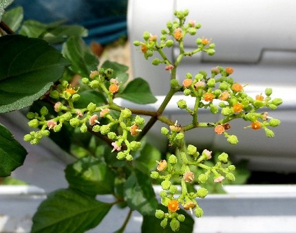 ファルコン植物記（３９１）薄緑...