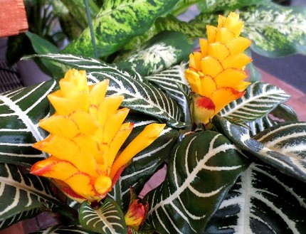 ファルコン植物記（４０４）白色...