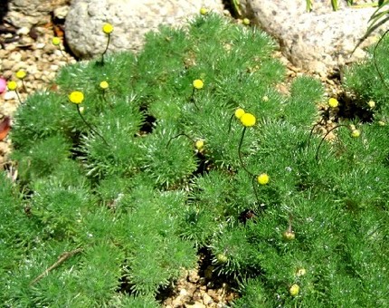 ファルコン植物記（４０９）黄色...