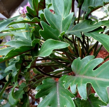 ファルコン植物記（４１０）切れ...