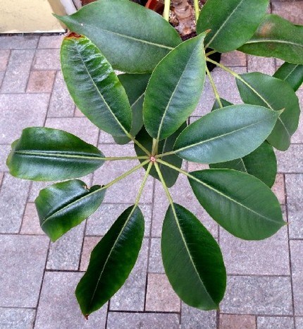 ファルコン植物記（４１１）掌状...