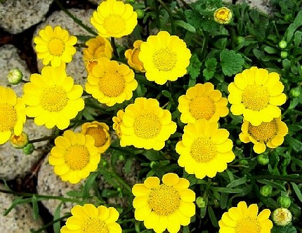 ファルコン植物記（３９９）黄色...
