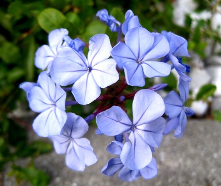 ファルコン植物記（４１２）青色...