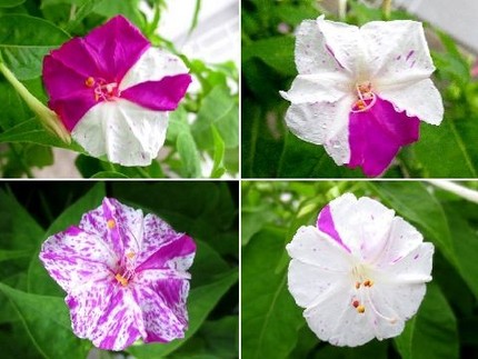 ファルコン植物記（４０５）絞り...