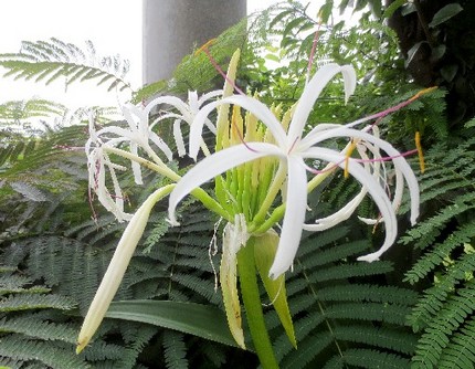 ファルコン植物記（４２６）白色...