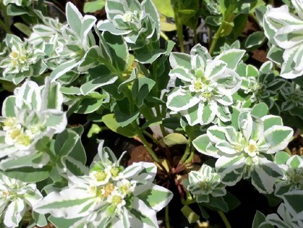ファルコン植物記（４３７）緑色...