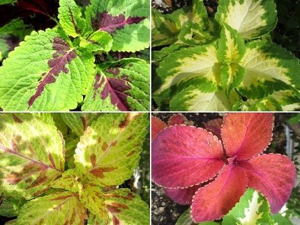 ファルコン植物記（４０７）多色...
