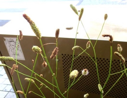 ファルコン植物記（４４７）暗桃...