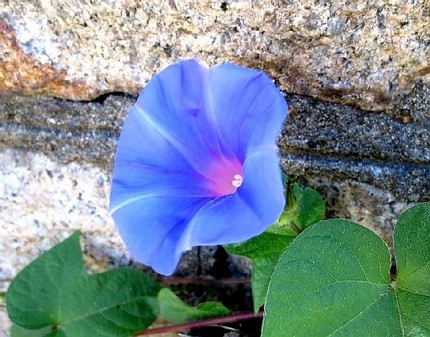 ファルコン植物記（４５１）青色...
