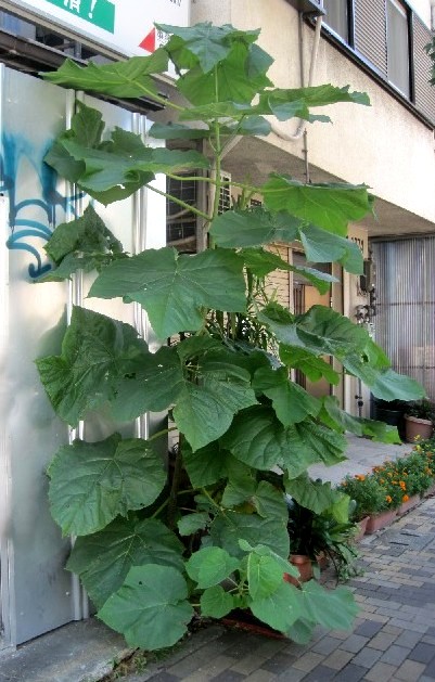 ファルコン植物記 ４５４ 大きな葉を持 神戸 ファルコンの散歩メモ Bloguru