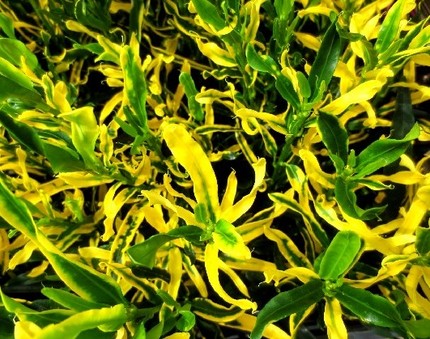 ファルコン植物記（４５８）らせ...