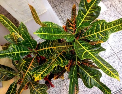 ファルコン植物記（４６０）鉾状...