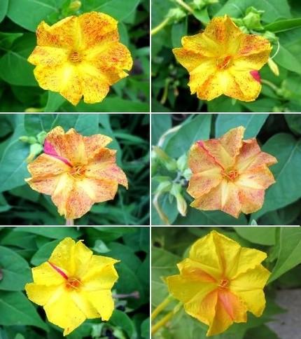 ファルコン植物記（４５５）絞り...
