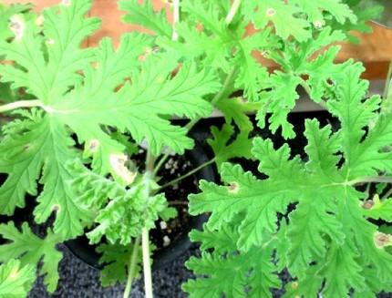 ファルコン植物記（４６１）蚊の...