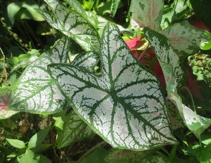 ファルコン植物記（４６４）色模...