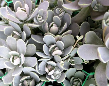 ファルコン植物記（４６５）水玉...