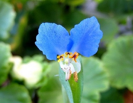 ファルコン植物記（４４６）青色...