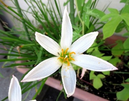 ファルコン植物記（４６９）白色...