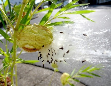 ファルコン植物記（４７６）冠毛...