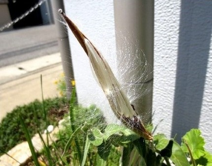 ファルコン植物記（４７８）冠毛...