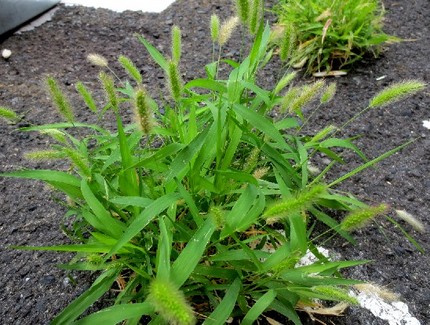 ファルコン植物記（４００）青々...