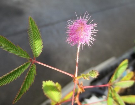 ファルコン植物記（４９４）桃色...