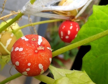 ファルコン植物記（４９９）赤色...