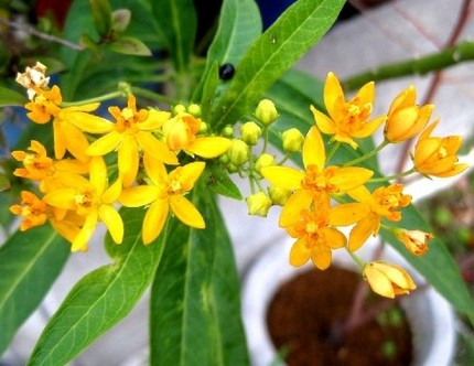 ファルコン植物記（５０５）黄色...