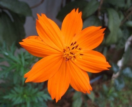 ファルコン植物記（５０２）橙色...
