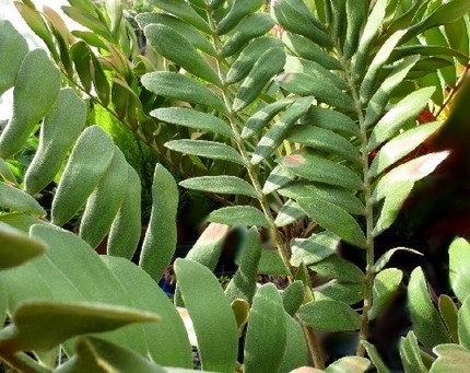 ファルコン植物記（５１１）葉の...