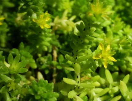 ファルコン植物記（５１３）黄色...