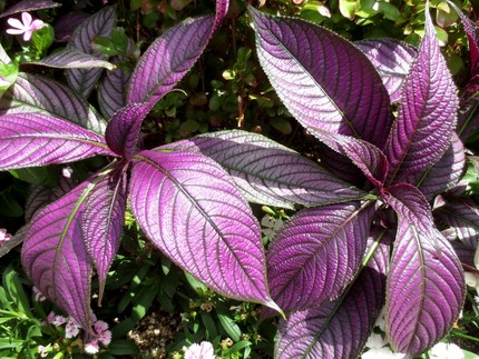 ファルコン植物記（５１７）輝く...