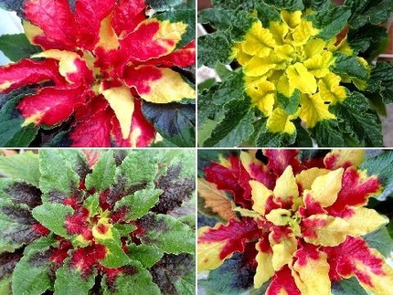 ファルコン植物記（５１５）鮮や...