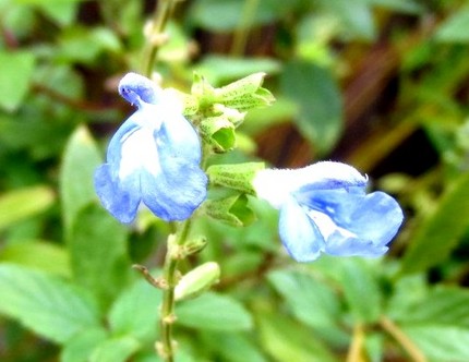 ファルコン植物記（５１９）青紫...