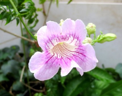 ファルコン植物記（５２１）桃色...