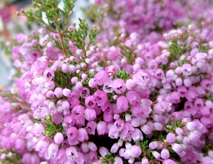 ファルコン植物記（５２２）桃色...