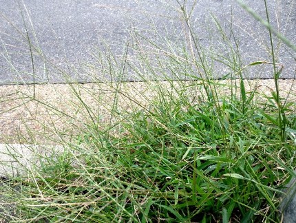 ファルコン植物記（５２４）細長...