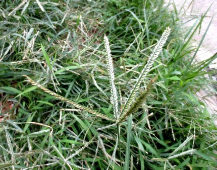 ファルコン植物記（５２５）太い...