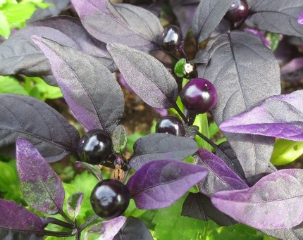 ファルコン植物記（５３９）黒色...