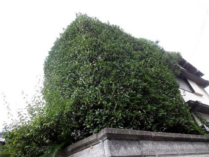 ファルコン植物記（５４６）白色...