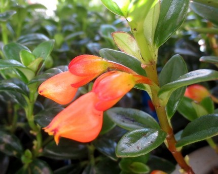 ファルコン植物記（５３１）赤橙...