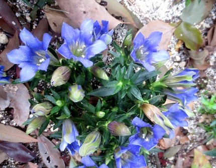ファルコン植物記（５５０）青紫...