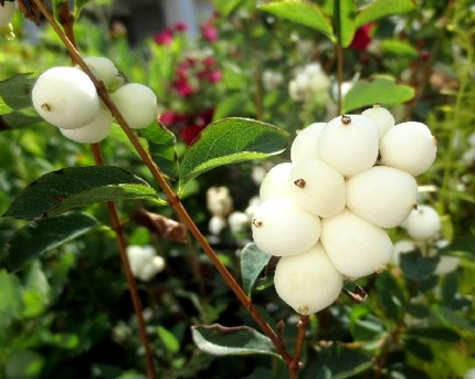 ファルコン植物記（５５２）白色...